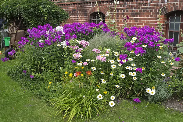558341 - Phlox (Phlox), daisies (Leucanthemum), day lilies (Hemerocallis) and tickseeds (Coreopsis)