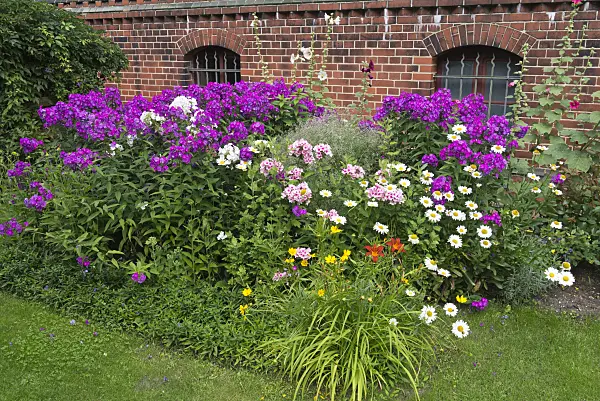 558342 - Phlox (Phlox), daisies (Leucanthemum), day lilies (Hemerocallis) and tickseeds (Coreopsis)