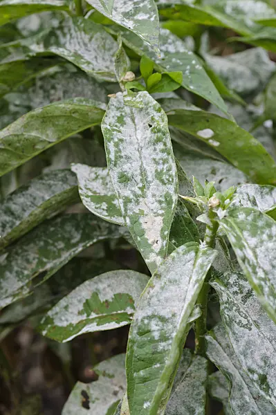 476266 - Phlox (Phlox) with mildew