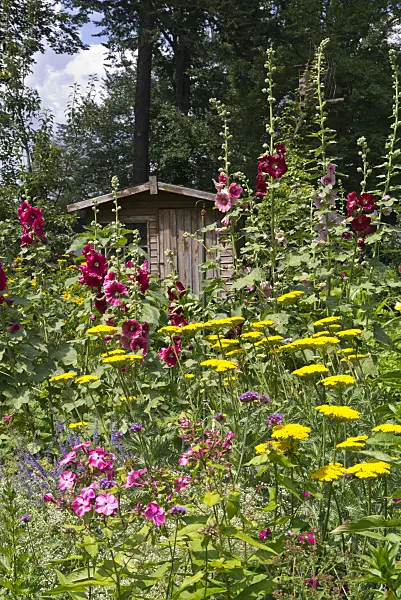 573006 - Phlox (Phlox), yarrows (Achillea) and hollyhocks (Alcea)