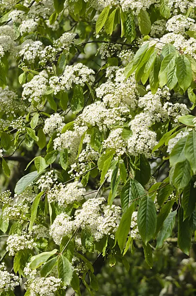 533436 - Photinia beauverdiana var. notabilis