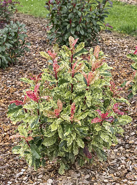625295 - Photinia serratifolia 'Pink Crispy'