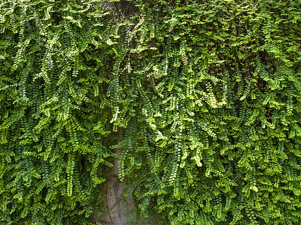 434167 - Phyllanthus cochinchinensis at a wall