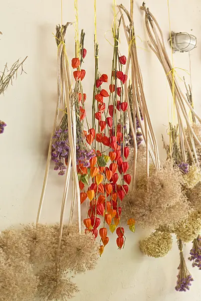561078 - Physalis and ornamental onion (Allium) hanging to dry