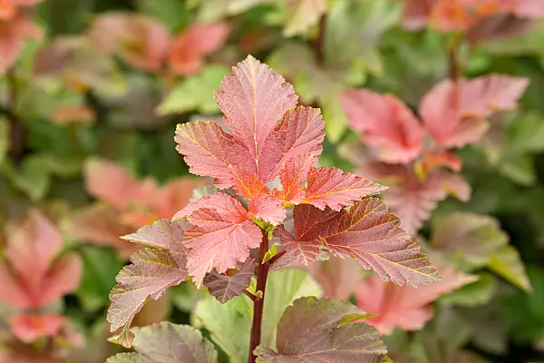 664305 - Physocarpe à feuilles d'Obier (Physocarpus opulifolius 'Amber Jubilee')