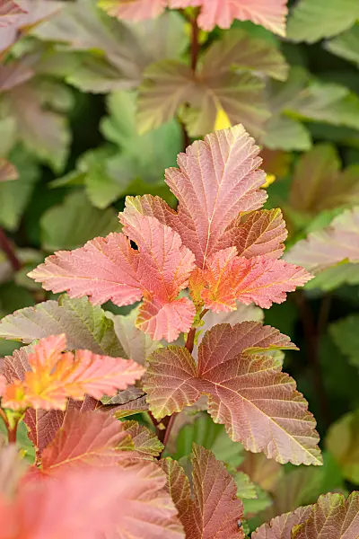 664306 - Physocarpe à feuilles d'Obier (Physocarpus opulifolius 'Amber Jubilee')