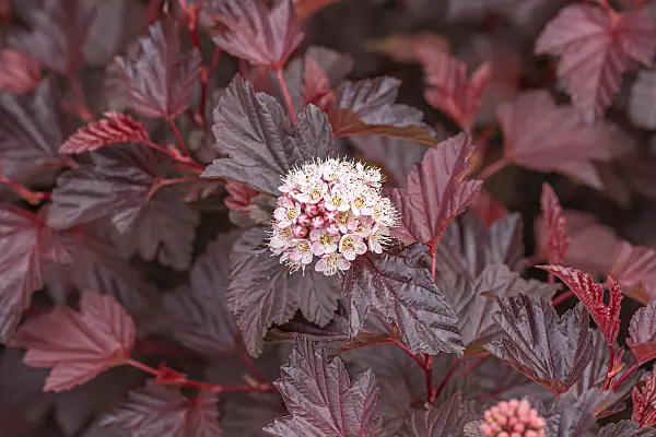 664307 - Physocarpe à feuilles d'Obier (Physocarpus opulifolius 'Lady in Red')