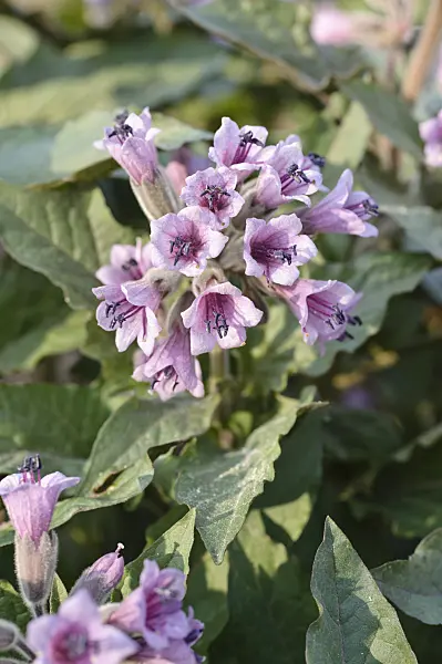 471067 - Physochlaina orientalis