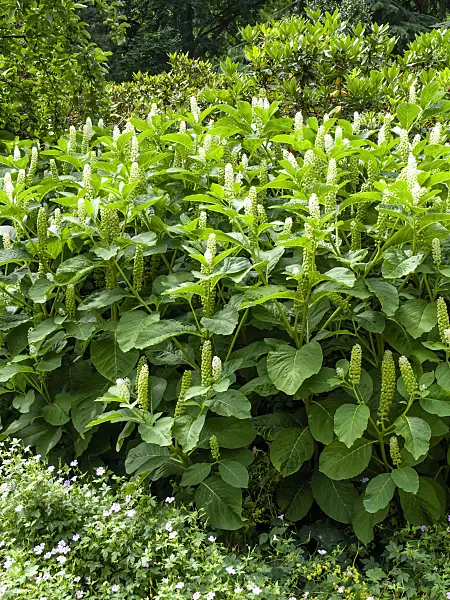 462072 - Phytolaque (Phytolacca acinosa)