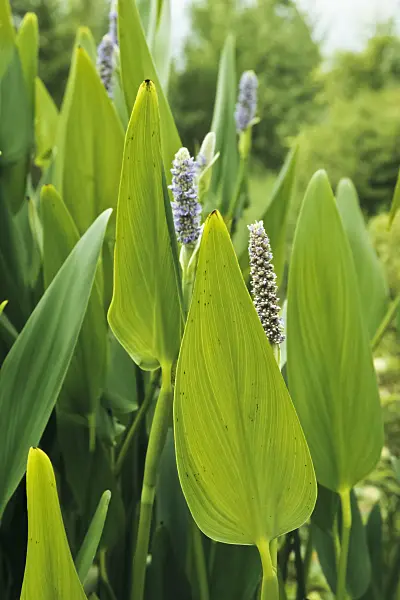 430276 - Pickerel weed (Pontederia cordata)