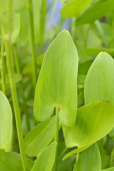 486136 - Pickerel weed (Pontederia cordata)