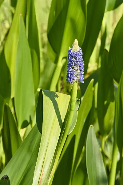 559031 - Pickerel weed (Pontederia cordata)