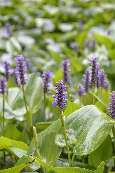 575202 - Pickerel weed (Pontederia cordata)