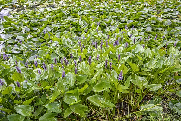 575203 - Pickerel weed (Pontederia cordata)