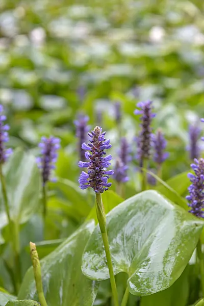 575204 - Pickerel weed (Pontederia cordata)