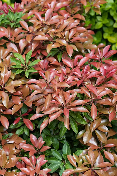 664319 - Piéride du Japon (Pieris japonica 'Red Mill')