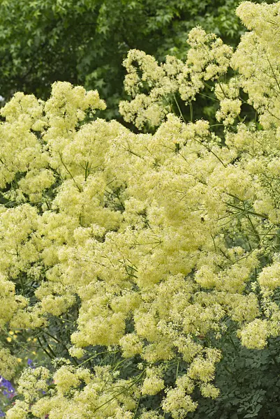 558304 - Pigamon des rives (Thalictrum flavum)
