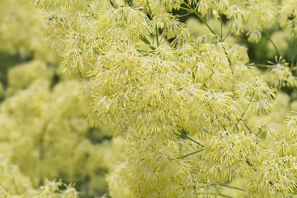 558305 - Pigamon des rives (Thalictrum flavum)