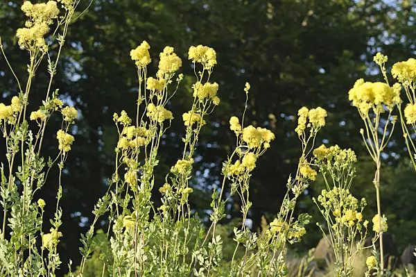 485144 - Pigamon des rives (Thalictrum flavum subsp. glaucum syn. Thalictrum speciosissimum)