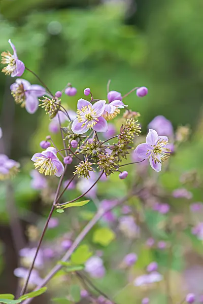 664461 - Pigamon (Thalictrum rochebrunianum)
