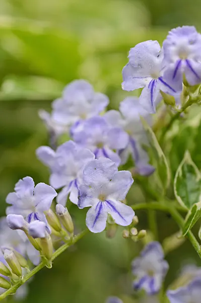 488022 - Pigeon berry (Duranta erecta)