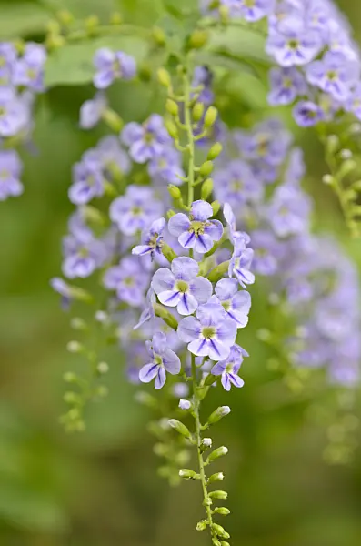 521512 - Pigeon berry (Duranta erecta)