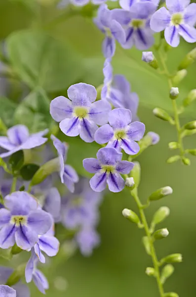 521513 - Pigeon berry (Duranta erecta)