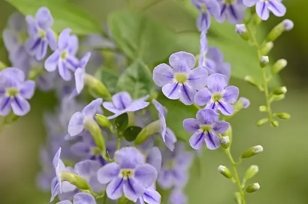 521514 - Pigeon berry (Duranta erecta)