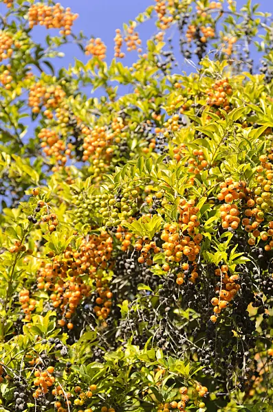 564030 - Pigeon berry (Duranta erecta)