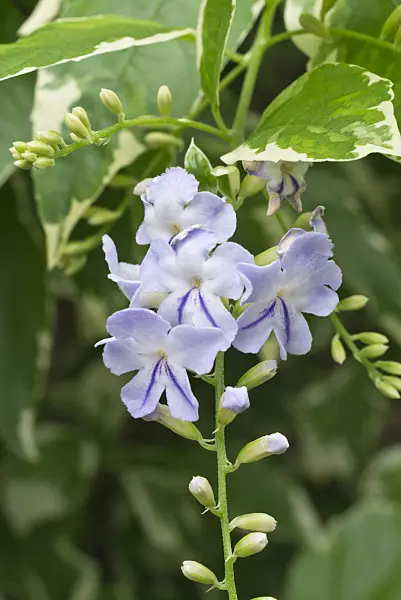609044 - Pigeon berry (Duranta erecta)