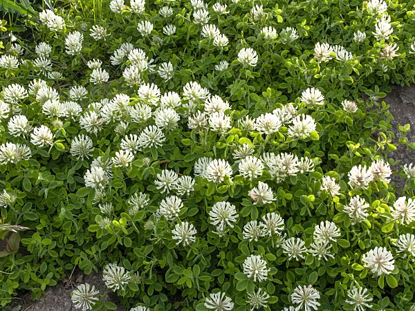 460112 - Pignant's clover (Trifolium pignantii)