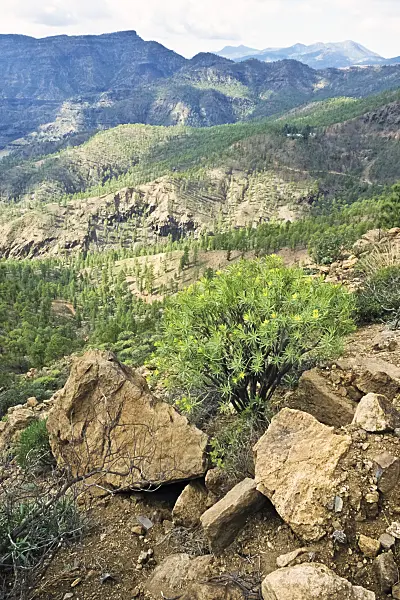 397023 - Pilancones Nature Reserve, Gran Canaria, Spain