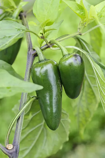 489018 - Piment (Capsicum annuum 'Jalastar')