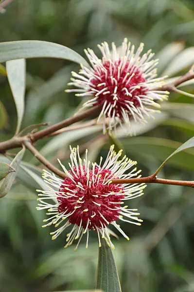 467034 - Pin-cushion hakea (Hakea laurina)