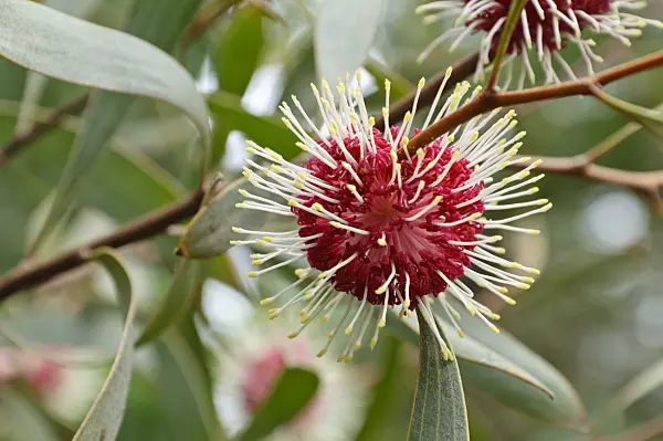 467035 - Pin-cushion hakea (Hakea laurina)