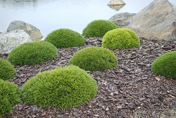 502310 - Pin de montagne (Pinus mugo var. pumilio)