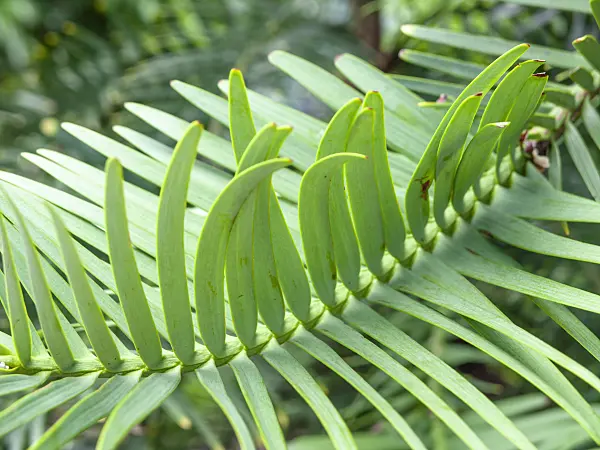 455370 - Pin de Wollemi (Wollemia nobilis)