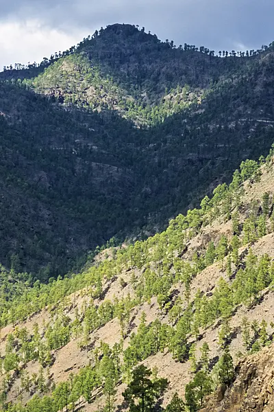 397024 - Pin des Canaries (Pinus canariensis), réserve naturelle de Pilancones, Gran Canaria, Espagne