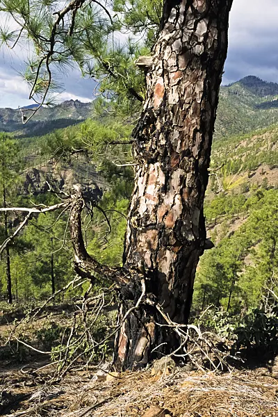 397029 - Pin des Canaries (Pinus canariensis), réserve naturelle de Pilancones, Gran Canaria, Espagne