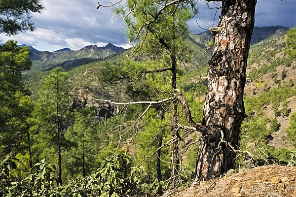 397030 - Pin des Canaries (Pinus canariensis), réserve naturelle de Pilancones, Gran Canaria, Espagne