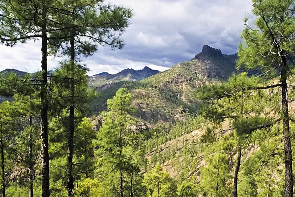 397031 - Pin des Canaries (Pinus canariensis), réserve naturelle de Pilancones, Gran Canaria, Espagne
