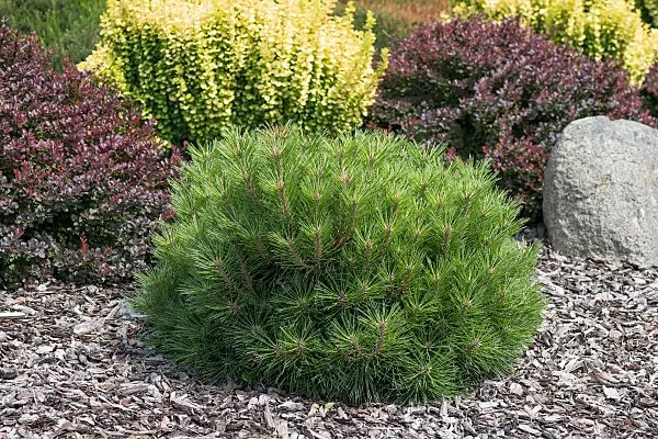 664322 - Pin noir (Pinus nigra 'Pierrick Brégeon')