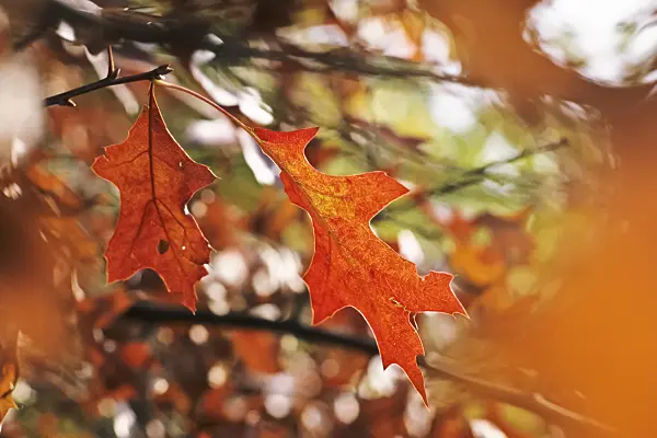 370029 - Pin oak (Quercus palustris)