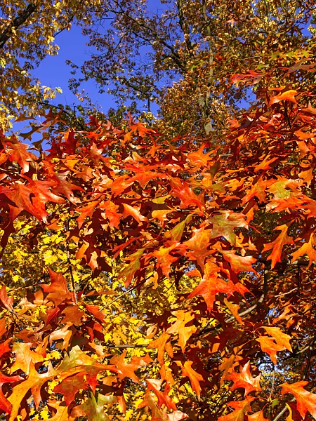 465232 - Pin oak (Quercus palustris)