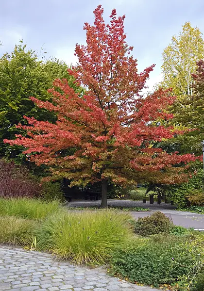 490126 - Pin oak (Quercus palustris)