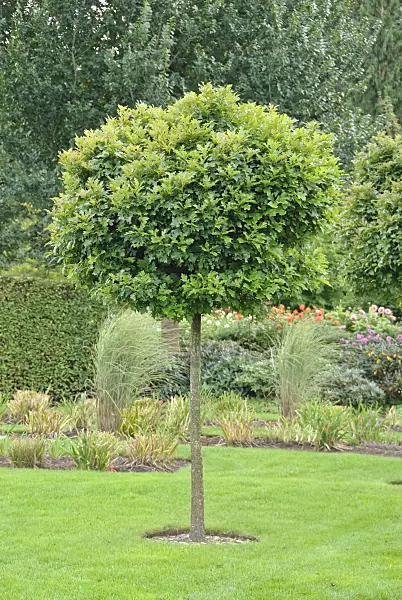 502391 - Pin oak (Quercus palustris 'Green Dwarf')