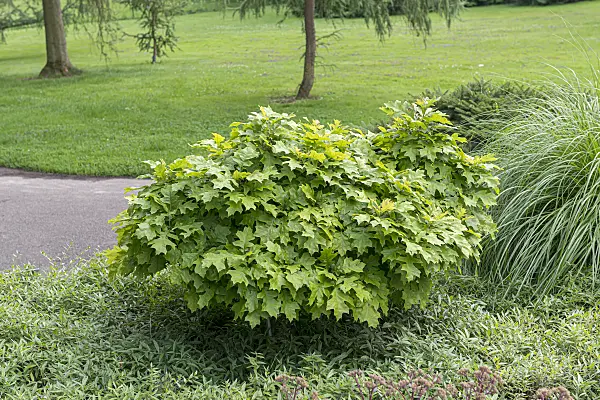 651460 - Pin oak (Quercus palustris 'Green Dwarf')
