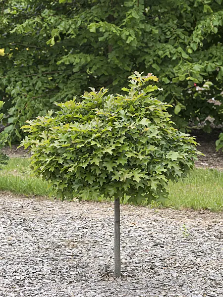 651461 - Pin oak (Quercus palustris 'Green Dwarf')