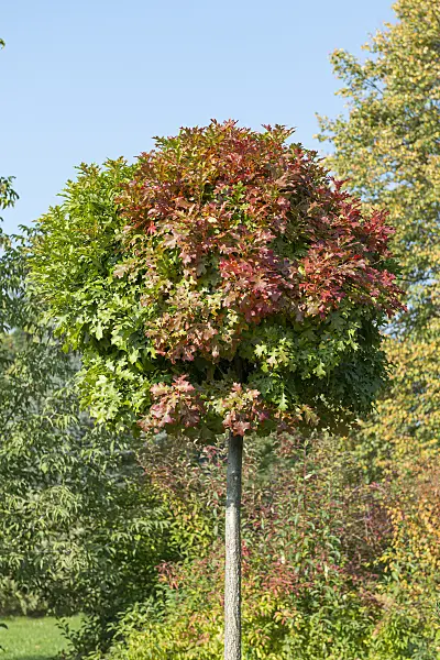 651462 - Pin oak (Quercus palustris 'Green Dwarf')