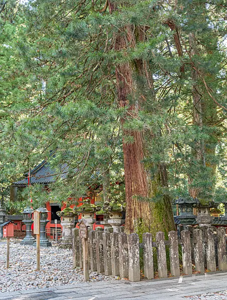 664432 - Pin parasol du Japon (Sciadopitys verticillata)